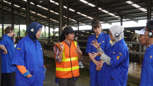 Kementan Siapkan Model Peternakan Ramah Lingkungan, Baturraden Jadi Laboratorium Susu Organik